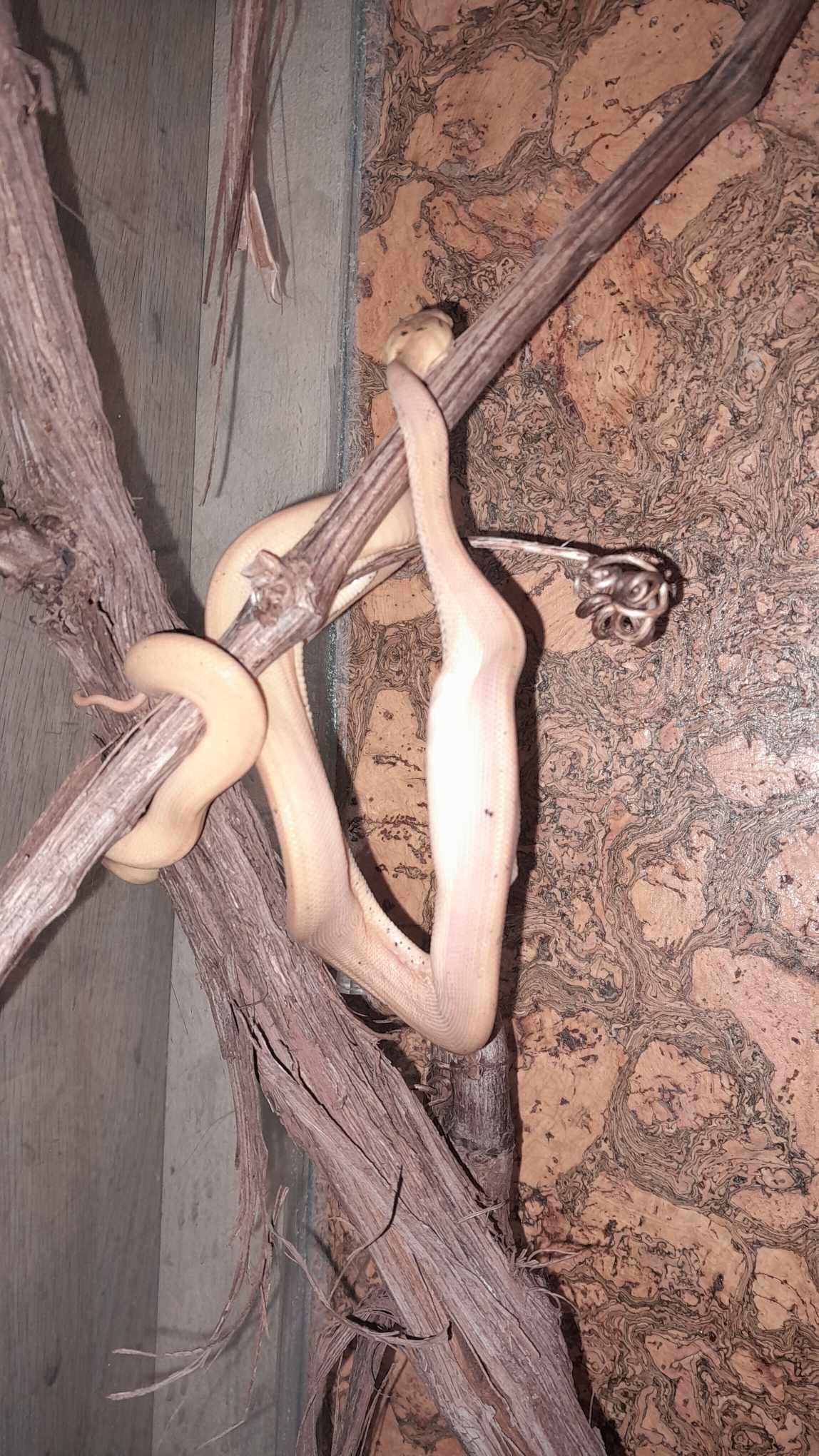 samec ve starém tera