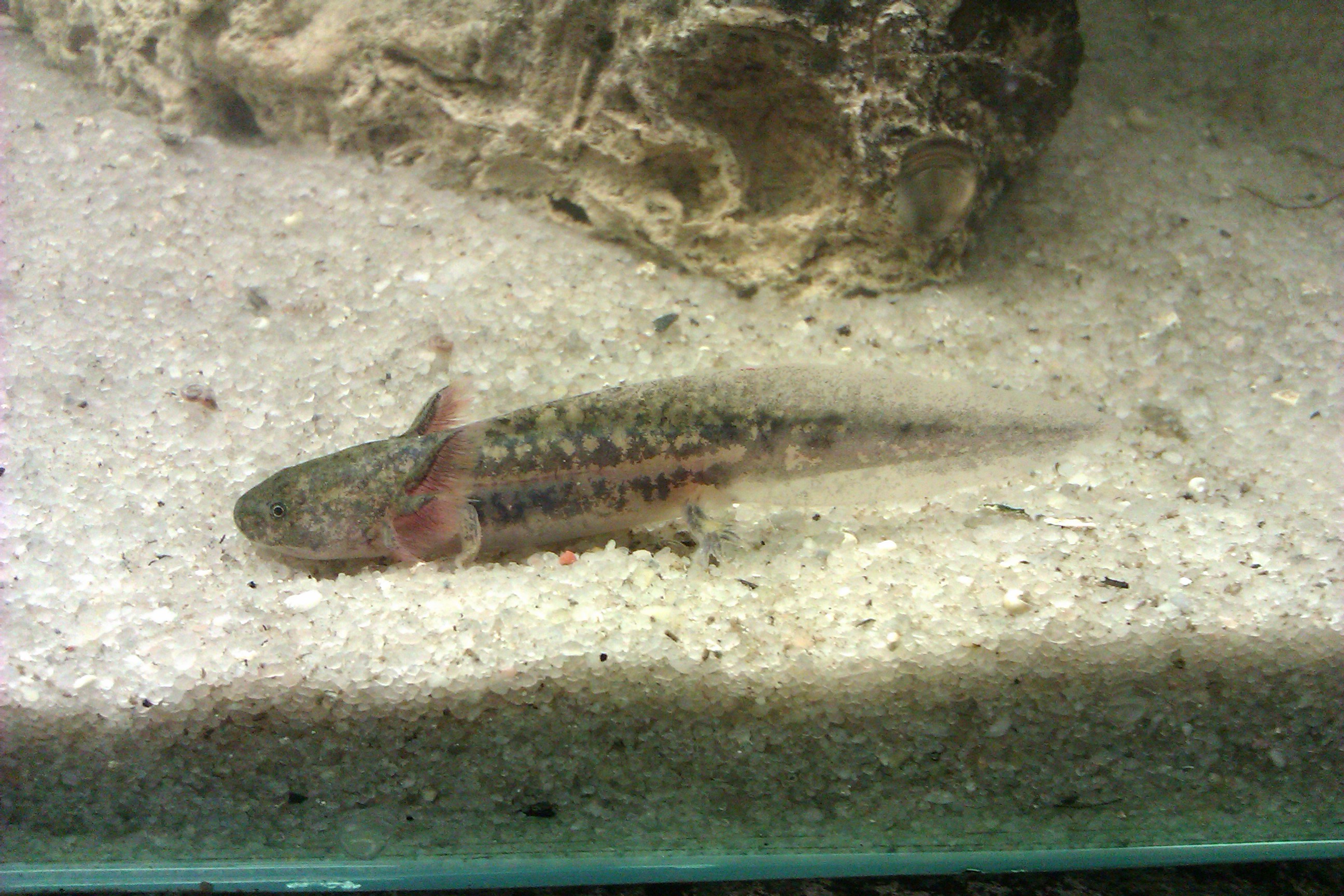 Axolotl mexcký