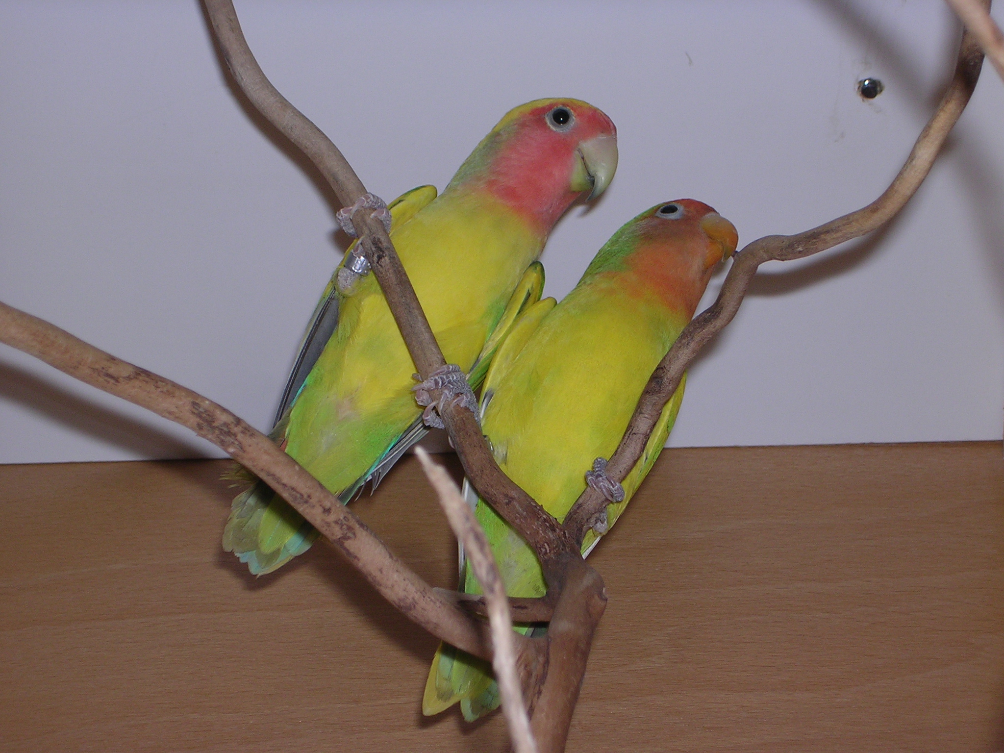 Agapornis růžohrdlý