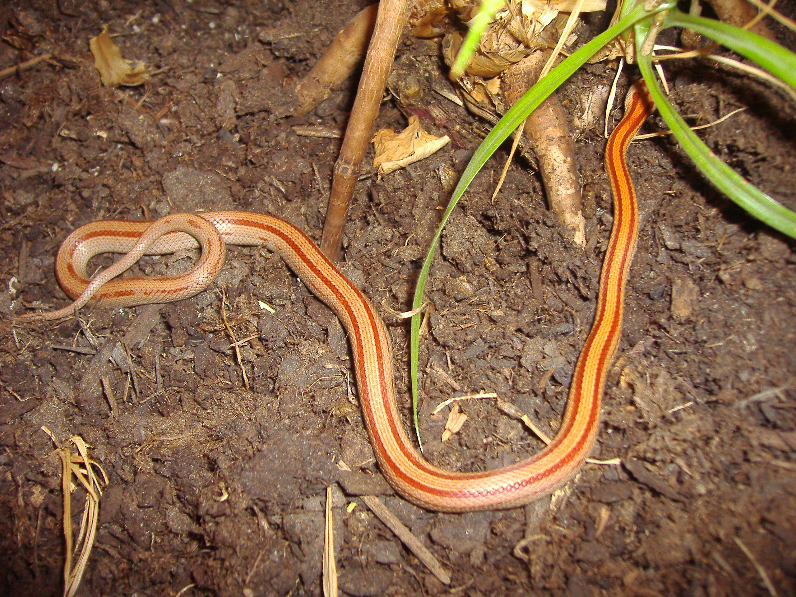 Pantherophis guttatus - užovka červená