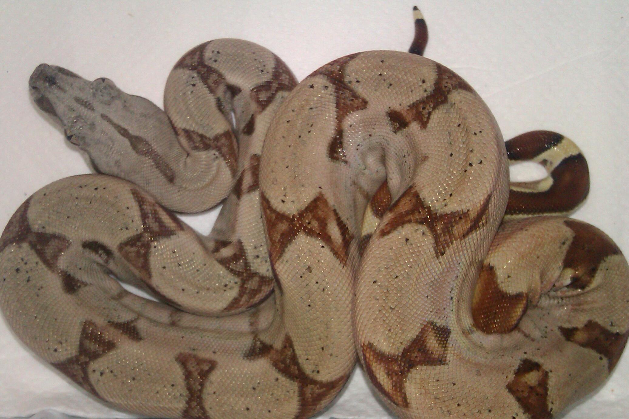 IMAG3549-1