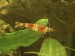   Caridina cantonensis var. Crystal red