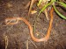 Pantherophis guttatus - užovka červená